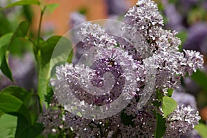 Beautiful Purple Lilacs