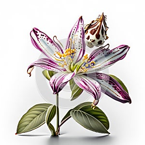 A beautiful purple lily flower with a butterfly on a white background generative AI Generative AI