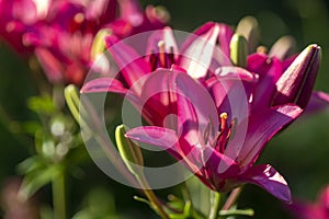 Beautiful purple lily flowers in the garden