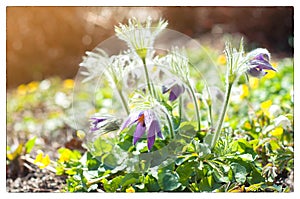 Beautiful purple little furry pasque-flower. Pulsatilla grandis