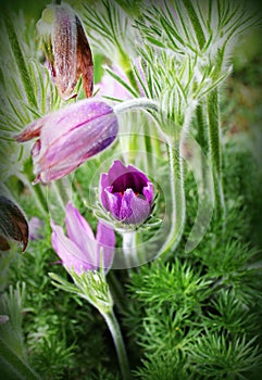 Beautiful purple little furry pasque-flower. Pulsatilla grandis . Blooming spring flowers.