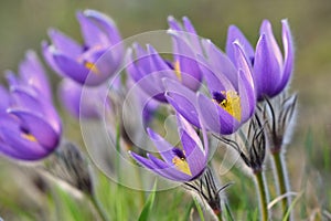 Beautiful purple little furry pasque-flower. (Pulsatilla grandis) Blooming on spring meadow at the sunset