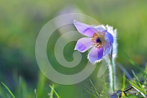 Beautiful purple little furry pasque-flower. (Pulsatilla grandis) Blooming on spring meadow at the sunset.