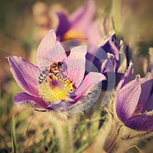 Beautiful purple little furry pasque-flower. (Pulsatilla grandis) Blooming on spring meadow at the sunset.