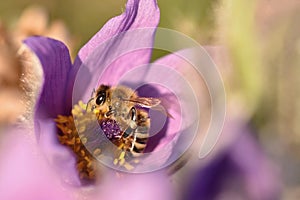 Beautiful purple little furry pasque-flower. (Pulsatilla grandis) Blooming on spring meadow at the sunset.