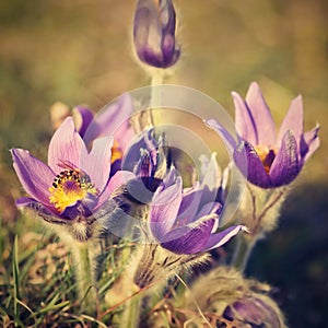 Beautiful purple little furry pasque-flower. (Pulsatilla grandis) Blooming on spring meadow at the sunset.