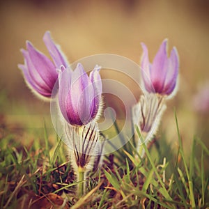 Beautiful purple little furry pasque-flower. (Pulsatilla grandis) Blooming on spring meadow at the sunset.