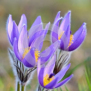 Beautiful purple little furry pasque-flower. (Pulsatilla grandis) Blooming on spring meadow at the sunset.