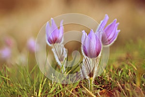 Beautiful purple little furry pasque-flower. (Pulsatilla grandis) Blooming on spring meadow at the sunset.