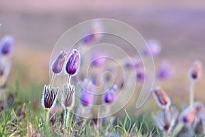 Beautiful purple little furry pasque-flower. (Pulsatilla grandis) Blooming on spring meadow at the sunset.