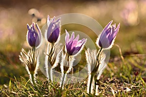 Beautiful purple little furry pasque-flower. (Pulsatilla grandis) Blooming on spring meadow at the sunset.