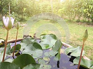 Beautiful purple lotus bud or water lily in pot with sunshine.