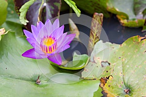 Beautiful of purple lotus floating in a pond