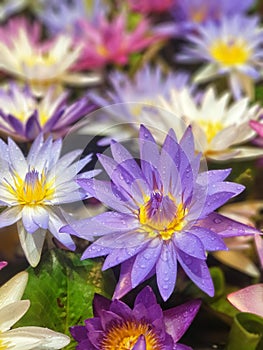 Beautiful purple lotus flower.