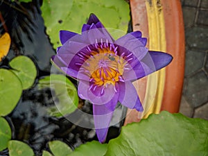 A beautiful purple lotus flower blooming over the water in lotus pot and a bee.