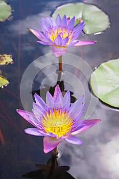 Beautiful purple Lotus flower with green leaves in nature for background