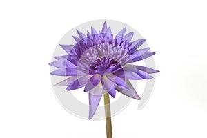 Beautiful purple lotus flower isolated on white background