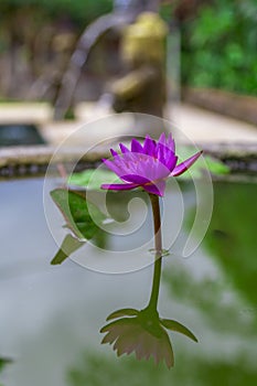 Beautiful purple lotus flower in flower pot blooming, Purple lotus flower water lilies on green leaves background. Lotus with