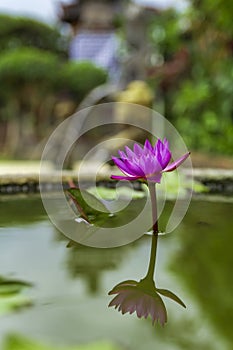 Beautiful purple lotus flower in flower pot blooming, Purple lotus flower water lilies on green leaves background. Lotus
