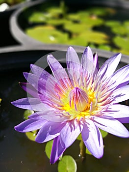 Beautiful purple lotus flower in the sunny day.