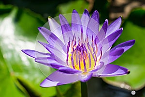 Beautiful purple lotus flower