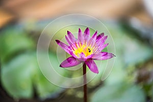 Beautiful purple lotus flower,