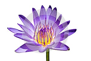 Beautiful purple lotus flower, Violet lotus blooming in the pond, Closeup lotus flower, Lotus violet flower of thailand.