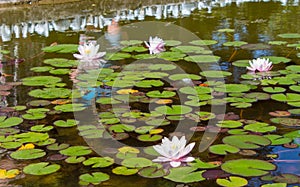 Beautiful purple lotus flowers among green plants on a pond