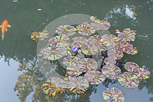 Beautiful purple lotus flowers and leaves at the Duke gardens