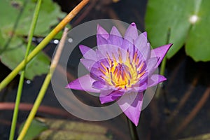 Beautiful purple lotus full blooming.