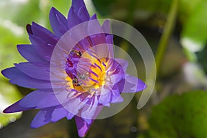 Beautiful purple lotus pond in the park. Background