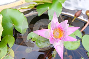 Beautiful purple lotus on water - close up.