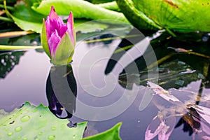 Beautiful purple lotus on the water after rain