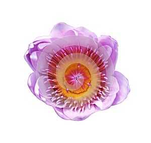 Beautiful Purple Lotus or waterlily flower isolated on black background
