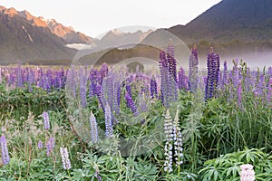 Beautiful purple lupine flower