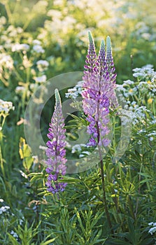 Beautiful purple lupine flowers on a summer meadow