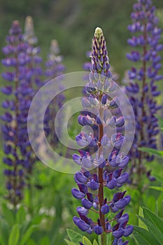 Beautiful purple lupins pea wild flower flowerbed in Geiranger in Norway