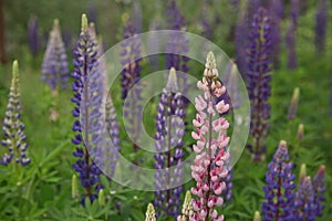 Beautiful purple lupins pea wild flower flowerbed in Geiranger in Norway