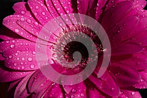 Beautiful purple magenta flower isolated on black background . purple gerbera with dew drops on top.