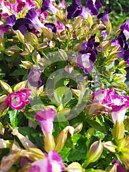 Beautiful purple and magenta garden wishbone flowers Hermosas flores torenias de jardÃÂ­n moradas y magenta photo