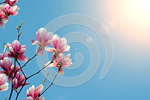 Beautiful purple magnolia flowers blossom in the spring season on the tree with blue sky background and sunlight rays closeup.