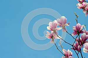Beautiful purple magnolia flowers in the spring season on the magnolia tree. Blue sky background