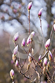 Beautiful purple magnolia flowers in the spring season on the magnolia tree. Blue sky background. Magnolia bloom.