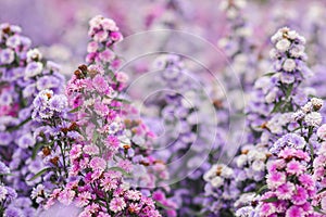 The beautiful purple margaret field is a flower garden open for tourists to see the beauty in winter. Margaret is a flowering