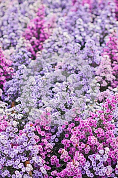 The beautiful purple margaret field is a flower garden open for tourists to see the beauty in winter. Margaret is a flowering