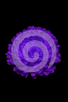 Beautiful purple marigold flower Bud isolated on black background a