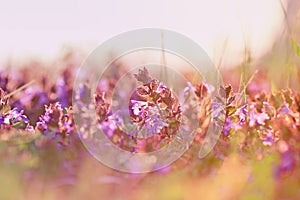 Beautiful purple meadow flowers