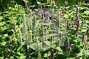 Beautiful purple meadow flowers in the garden