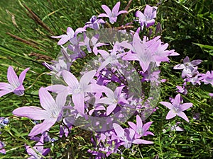 Beautiful purple meadow spring flowers