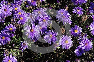 beautiful purple michaelmas daisies background